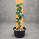 Monstera dubia with silver-green shingling leaves climbing a wooden plank in a nursery pot