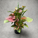 Syngonium 'Neon Robusta' Pink Arrowhead