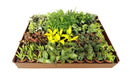 2 inch terrarium plants mixed foliage premium