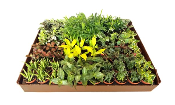 2 inch terrarium plants mixed foliage premium