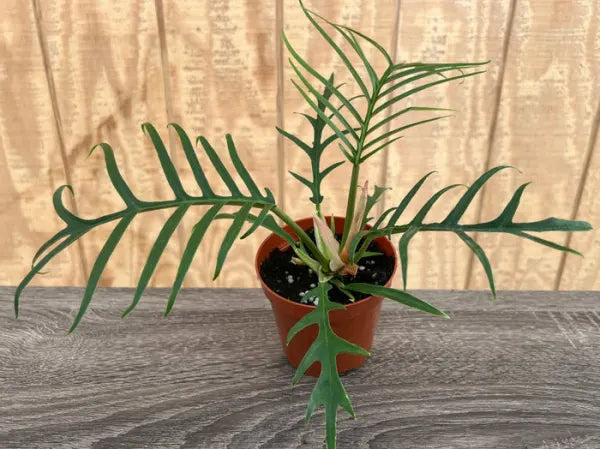 Potted plant with long green leaves on a wooden surface. philodendron tortum