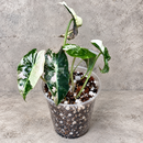 Alocasia Polly pink variegated starter plant in a clear nursery cup