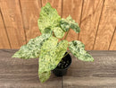 Potted plant with variegated leaves on a wooden surface