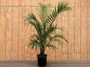 Potted plant against a wooden paneled wall