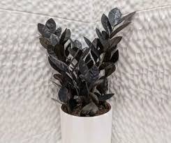 zz oscura black