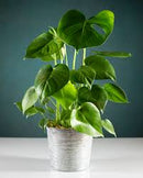 philodendron splitleaf monstera