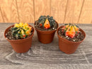 cactus color ball
