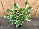 04" POTHOS PEARLS AND JADE