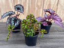 Begonia Rex