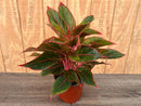 aglaonema crete red