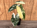 Alocasia Frydek Variegated