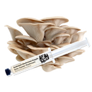 Grey Oyster Mushroom Liquid Culture Syringe