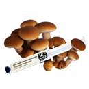 Pioppino Mushroom Liquid Culture Syringe