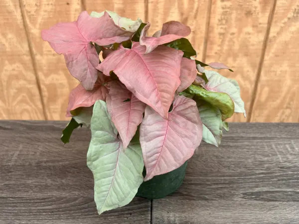 Pink and green potted plant on a wooden surface with a wooden panel background