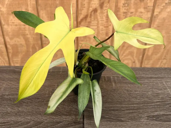 philodendron florida ghost