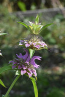 Seeds - Sow True Seed