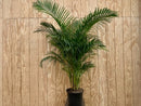 palm areca
