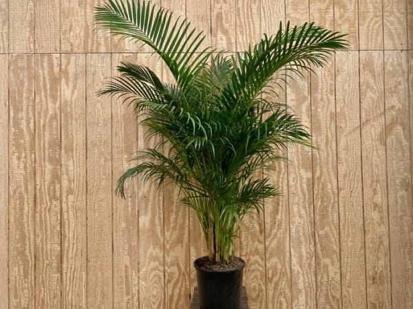 areca palm hydroponics Palm Areca 14 inch