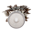 Blue Oyster Plate Culture