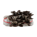 Blue Oyster Plate Culture