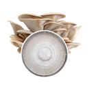 Grey Oyster Plate Culture