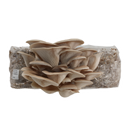 Grey Oyster Plate Culture