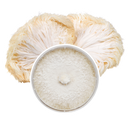 Lion's Mane Plate Culture