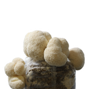 Lion's Mane Plate Culture