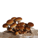 Pioppino Plate Culture