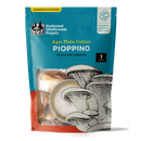 Pioppino Plate Culture