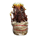 Reishi Plate Culture