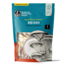 Reishi Plate Culture