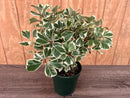 Potted plant with variegated leaves on a wooden surface