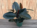 Potted plant with large dark green leaves on a wooden surface.