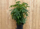 Money Tree (Pachira Aquatica) Braid Plant
