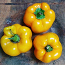 Seeds - Sow True Seed