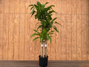 Dracaena Mass Cane 4-3-2