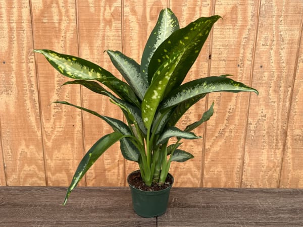 dieffenbachia
