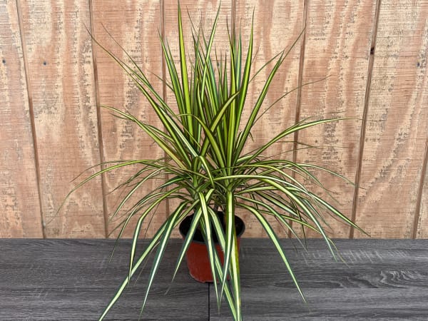 dracaena marginata ray of sunshine