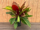 Potted plant with red and green leaves on a wooden surface and background