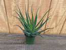 ALOE MOHAWK