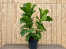 ficus lyrata bush 12 inch pot