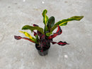 Croton Mammy - 4 Inch Pot