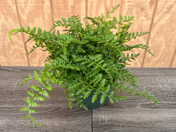Green fern plant on a wooden surface with a wooden background