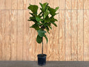 FICUS LYRATA STANDARD