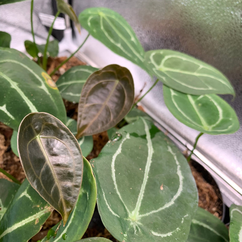 Photo of Anthurium Forgetti; pictured plant in 4" pot; multiple leaves, with new growth appearing darker and grows with maturation once it emerges.