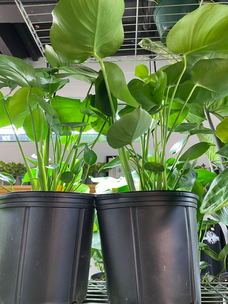A bright green leafed plant with fenestrations, holes in the foliage; cascading out of the pot. The different sizes of plant nursery pots are displayed, 10" plant pots.